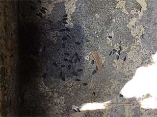 Recognize Rodent Problems | Attic Cleaning Beverly Hills, CA Recognize Rodent Problems | Attic Cleaning Beverly Hills, CA