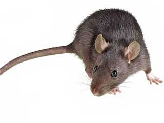 Rodent Proofing Service | Attic Cleaning Beverly Hills, CA Rodent Proofing Service | Attic Cleaning Beverly Hills, CA